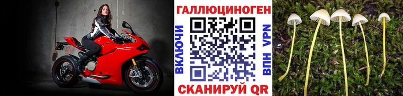 Галлюциногенные грибы Psilocybe  Купить где  Чекалин 